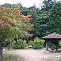 再度公園もみじ