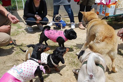 かわいこちゃん達