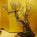 Photos: 浅井盆梅展