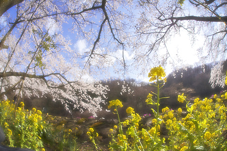 フォト日和