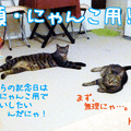 Photos: 120622-【猫アニメ】恒例・シャンパンでお祝いにゃ？！ (=｀ェ´=)ﾆｬｯ