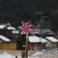 Photos: 雪の里