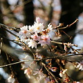 淡紅色の八重桜